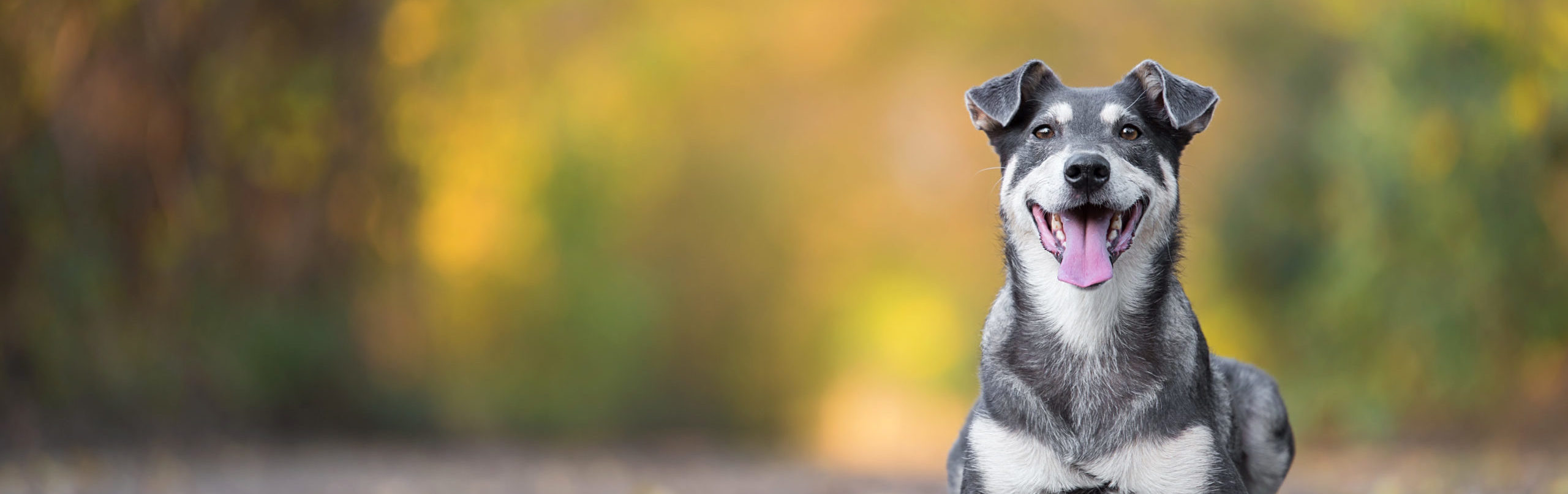 Our Hospital Countryside Veterinary Clinic